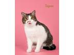 Adopt Tapas a Domestic Shorthair / Mixed (short coat) cat in San Jacinto