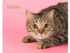 Adopt Nachos a Domestic Shorthair / Mixed (short coat) cat in San Jacinto