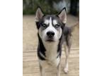 Adopt Mello a Siberian Husky / Mixed dog in Matawan, NJ (41174237)