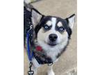 Adopt Sparky a Siberian Husky / Pomeranian / Mixed dog in Matawan, NJ (41174255)