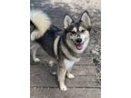 Adopt Star a Siberian Husky / Pomeranian / Mixed dog in Matawan, NJ (41174253)