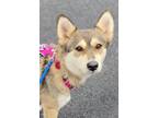 Adopt Star a Siberian Husky / Pomeranian / Mixed dog in Matawan, NJ (41174253)