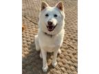 Adopt Sanggeun a White - with Tan, Yellow or Fawn Great Pyrenees / Jindo / Mixed