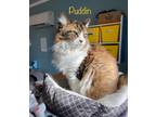 Adopt Puddin a Domestic Longhair / Mixed (short coat) cat in El Dorado
