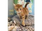 Adopt Vandi Ling a Hemingway/Polydactyl / Mixed (short coat) cat in El Dorado
