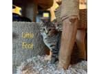 Adopt Little Foot a Domestic Shorthair / Mixed (short coat) cat in El Dorado