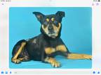 Adopt Lago a Black - with Tan, Yellow or Fawn Australian Cattle Dog / Manchester