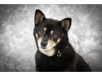 Adopt Sizzle a Brindle Shiba Inu / Mixed (short coat) dog in Colorado Springs