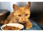 Adopt Finn a Orange or Red Domestic Shorthair (short coat) cat in House Springs