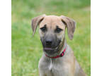 Adopt Logan a Red/Golden/Orange/Chestnut Terrier (Unknown Type