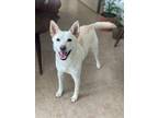 Adopt Gummy a White Jindo / Mixed dog in Bellevue, WA (41173956)