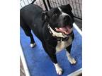 Adopt Maya a Black - with White American Staffordshire Terrier / Mixed dog in