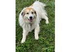 Adopt Lola HTX a White - with Black Great Pyrenees dog in Statewide