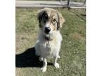 Adopt Hobbes HTX a White - with Black Great Pyrenees dog in Statewide