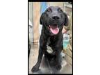 Adopt Daphne a Black Mixed Breed (Large) / Mixed dog in Savannah, TN (41132705)