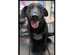 Adopt Fred a Black Mixed Breed (Large) / Mixed dog in Savannah, TN (41132703)