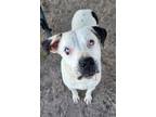 Adopt Dixie a White - with Black Catahoula Leopard Dog / Mixed dog in Melrose