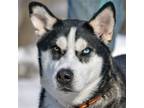 Adopt Iris a Black - with White Husky / Mixed dog in Huntley, IL (40346680)