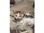 Adopt Riccota a Domestic Shorthair / Mixed (short coat) cat in Bryan