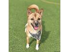 Adopt Bomi a Red/Golden/Orange/Chestnut Jindo / Mixed dog in Kirkland