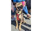 Adopt Finn a Tan/Yellow/Fawn - with Black Black Mouth Cur / German Shorthaired