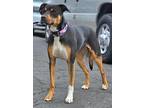 Adopt Lexy a Rottweiler / Mixed Breed (Medium) / Mixed dog in POMONA