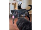 Adopt Lucy a Black - with White Labrador Retriever / German Shepherd Dog / Mixed