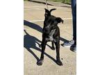 Adopt Bolt a Black Mixed Breed (Medium) / Mixed dog in Savannah, TN (40993023)