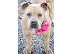 Adopt Good Girl a Tan/Yellow/Fawn American Pit Bull Terrier / Mixed dog in