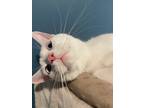 Adopt Aerys a White Domestic Shorthair (short coat) cat in Philadephia