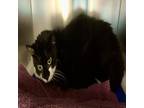 Adopt MEESHA a All Black Domestic Shorthair / Domestic Shorthair / Mixed cat in