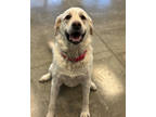 Adopt Muffin a White Labrador Retriever / Great Pyrenees / Mixed dog in Fort