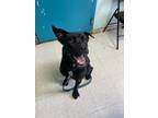 Adopt Jax a Black Labrador Retriever / Mixed dog in Altoona, PA (41173410)