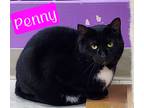 Adopt Penny a Domestic Shorthair / Mixed (short coat) cat in Jim Thorpe