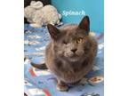 Adopt Spinach a Domestic Shorthair / Mixed (short coat) cat in Kendallville
