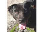 Adopt TK a Black - with White Labrador Retriever / Pit Bull Terrier / Mixed dog