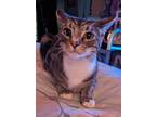 Adopt Pippin a Brown Tabby Domestic Shorthair (short coat) cat in Philadephia