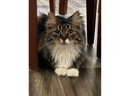 Adopt Sunflower a Brown Tabby Domestic Longhair / Mixed (short coat) cat in LAS