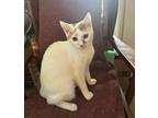 Adopt Cutie a White (Mostly) Domestic Shorthair (short coat) cat in Philadephia