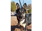 Adopt JJ a Black Husky / German Shepherd Dog / Mixed (short coat) dog in Payson