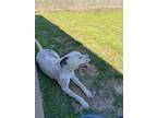 Adopt DEMPSEY a White Dalmatian / Terrier (Unknown Type, Small) / Mixed dog in