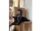 Adopt Minko a All Black Domestic Shorthair (short coat) cat in Philadephia