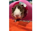 Adopt Myles a Guinea Pig small animal in Fort Collins, CO (41173141)