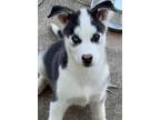 Adopt Duke a Siberian Husky / Mixed dog in Matawan, NJ (40875197)