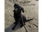 Adopt Sam a Black Labrador Retriever / Mixed dog in Los Angeles, CA (41044045)