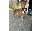 Adopt Athena a Tricolor (Tan/Brown & Black & White) Boxer / Mixed dog in