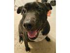 Adopt Blue a Black Labrador Retriever / Mixed dog in Rio Rancho, NM (41172835)