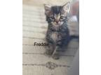 Adopt Freddie a Gray, Blue or Silver Tabby Domestic Mediumhair (medium coat) cat