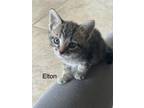 Adopt Elton a Gray, Blue or Silver Tabby Domestic Shorthair (short coat) cat in