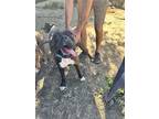Adopt Zeus a Brindle Boxer / Mixed dog in Temecula, CA (41172925)